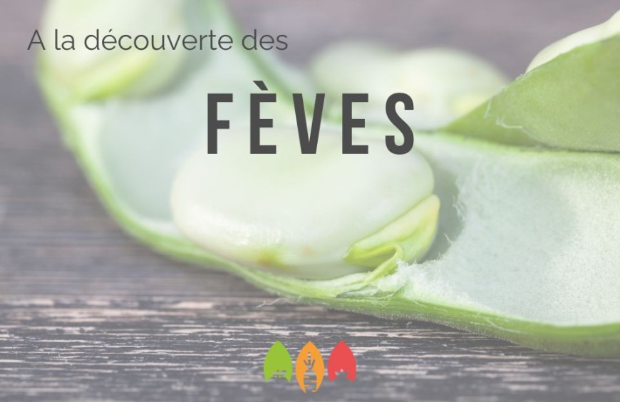 A la découverte des fèves