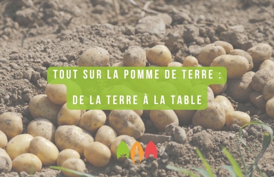  Tout sur la Pomme de Terre